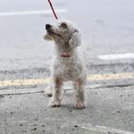 Pooki - Poodle Dog