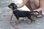 Poppie - Terrier + Dachshund Dog