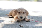Webbly - Terrier + Dachshund Dog