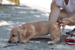 Webbly - Terrier + Dachshund Dog