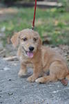 Webbly - Terrier + Dachshund Dog