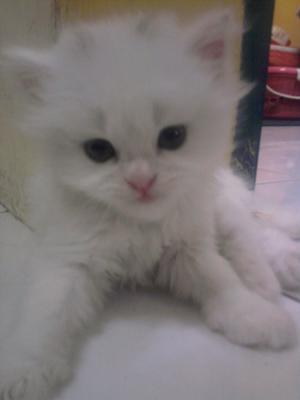 Putih  - Persian Cat