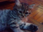 Cutie_2 (Sold) - Persian + Tabby Cat