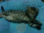 Cutie_2 (Sold) - Persian + Tabby Cat