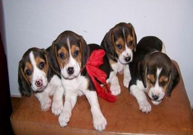 Cute Tricolor Beagle Puppies   - Beagle Dog