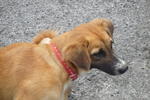 Maggie - Mixed Breed Dog