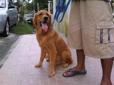 Charlie - Golden Retriever Dog