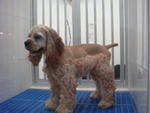 PF2306 - Cocker Spaniel Dog