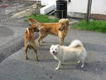 playing with friends, Golden and Miky, our neighbour's dogs