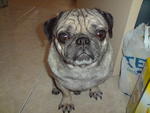 Spud - Pug Dog