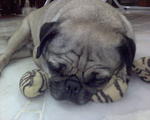 Spud - Pug Dog