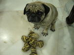 Spud - Pug Dog