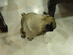 Spud - Pug Dog