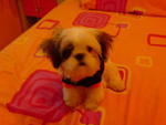 Mimi - Shih Tzu Dog