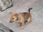 Button - Dachshund Mix Dog