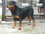 Rainbow - Rottweiler Dog