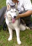 Ring Gold - Siberian Husky Dog