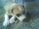 Lola loving her lamb and rice biscuit