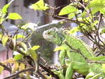 William  - Iguana Reptile