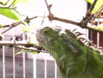 William  - Iguana Reptile