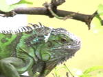 William  - Iguana Reptile