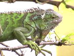 William  - Iguana Reptile