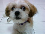 Coco - Shih Tzu Dog