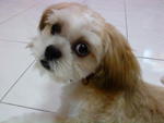 Coco - Shih Tzu Dog