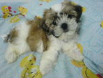 Coco - Shih Tzu Dog