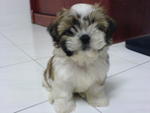 Coco - Shih Tzu Dog