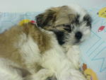 Coco - Shih Tzu Dog