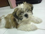 Coco - Shih Tzu Dog