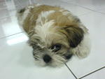 Coco - Shih Tzu Dog