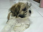 Coco - Shih Tzu Dog