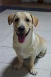 Cooper - Labrador Retriever Mix Dog