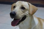 Cooper - Labrador Retriever Mix Dog