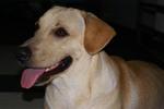 Cooper - Labrador Retriever Mix Dog