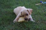 Cooper - Labrador Retriever Mix Dog