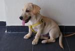 Cooper - Labrador Retriever Mix Dog