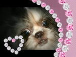 Fifi - Shih Tzu Dog