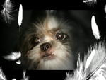 Fifi - Shih Tzu Dog