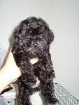 Cherry - Poodle Dog