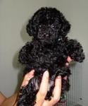 Collie - Poodle Dog