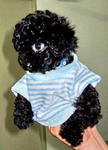 Collie - Poodle Dog