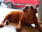 Emma The Female Bulldog - English Bulldog Dog