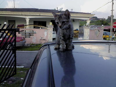 Lucy - Domestic Medium Hair + Calico Cat