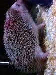 Hedgehog - Hedgehog Small & Furry