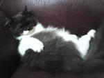 Serikandi - Domestic Long Hair Cat