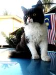 Bobby - Domestic Long Hair Cat