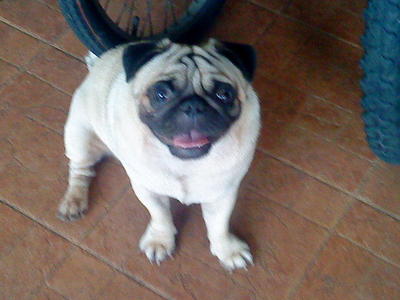 Chubby - Pug Dog